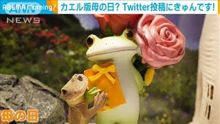 着ぐるみ？ポージングするヤモリ　その秘密とは・・・(2021年5月13日)