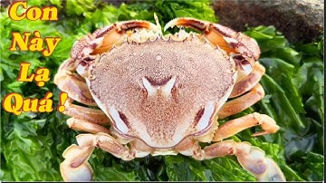 Bờ Biển Có Gì? – Thủy Triều Rút Lộ Ra Nhiều Hải Sản Tươi Ngon