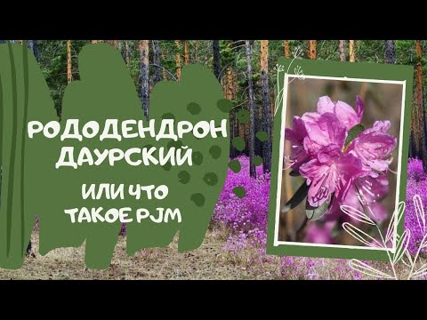 Video: Daurski Rododendron