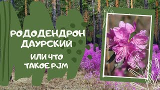 И снова о рододендронах. Рододендрон даурский и что такое PJM.