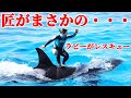 得意のサーフィンで匠がまさかの落水!! 鴨川シーワールド シャチショー