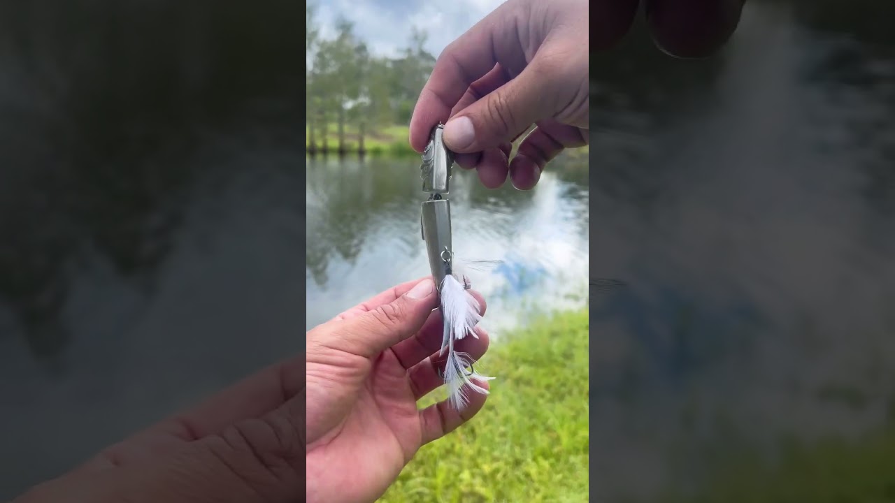 The Easy Prey fishingvideos urbanfloridafishing shortsfeed fishing The easy prey fishingvideos urbanfloridafishing shortsfeed fishing