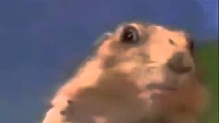 hamster mirada dramatica