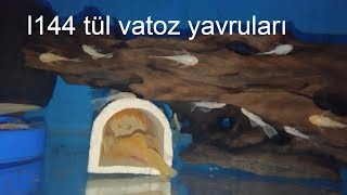 Download L144 Tül Kuyruk üretimi Video MP3 L144 Tül Kuyruk üretimi
