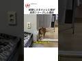 部屋に入ろうとした猫が 突然フリーズした理由