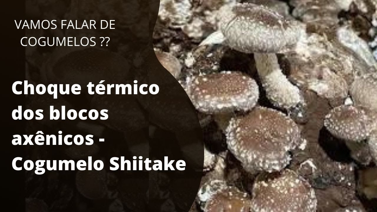 Choque termico Shiitake em Blocos axênicos - Com Zootecnista Carlos Abe da Fazenda  Guirra