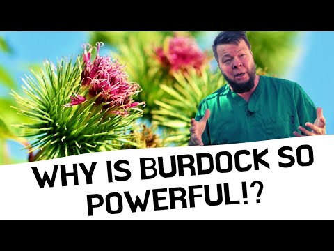 Burdock Cures EVERYTHING! But Why?