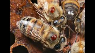 Доклад по экологичным методам лечения пчёл