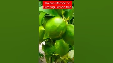 unique Method of growing lemon tree #green #gardening