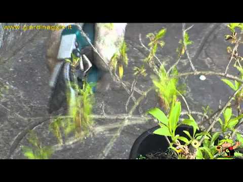 Video: Forsythia intermedio: semina e cura (foto)