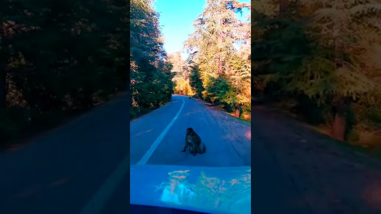 Car ride in the Forest with cute Monkeys 4k