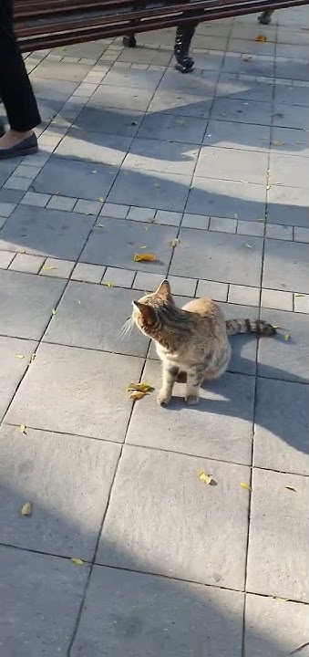 коты Баку ноябрь 2022 версия 3.0/Cats Baku November 2022 version 3.0# ...
