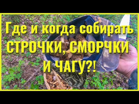 Где и когда собирать СТРОЧКИ, СМОРЧКИ и ЧАГУ?!