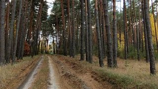 Переселенцы с Донбасса Приехали Семьёй  В Лес По Грибы, На Собирали Ведро Грибов, Мы Рады