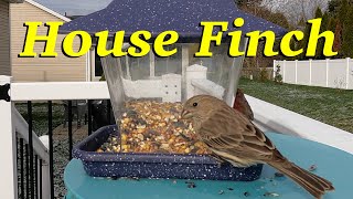 House Finch by Just Ohio Birds 40 views 1 month ago 7 minutes, 41 seconds