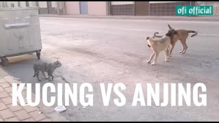 KUCING VS ANJING ( ketika kucing lebih galak dari anjing )