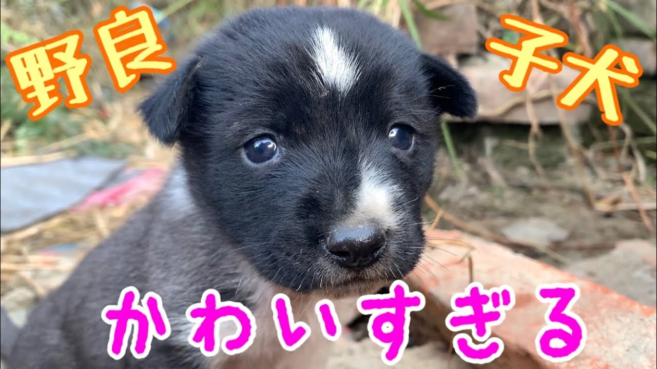 信じなれないくらいかわいい野良犬の子犬 ７日目にやっと出会えたね 人懐っこ過ぎてすぐに寄ってくる Youtube