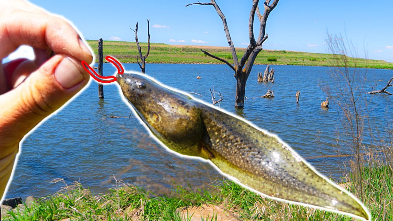 Watch Fishing w/ GIANT LIVE TADPOLES as Bait!!! (Bass CANDY) Video