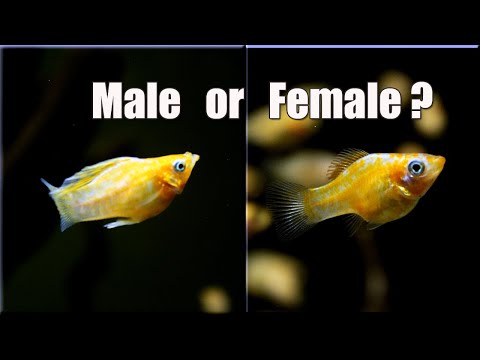 Video: How To Distinguish A Female From A Male Mollies