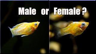 male vs female molly fish