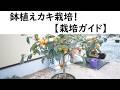 鉢植えカキ栽培　【栽培ガイド】