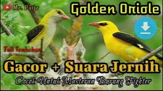 Suara Masteran Burung Golden Oriole Gacor & Jernih || Cocok Untuk Masteran Burung Fighter