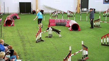 International Agility Training Week -  Tunnels - Part 1 - preview