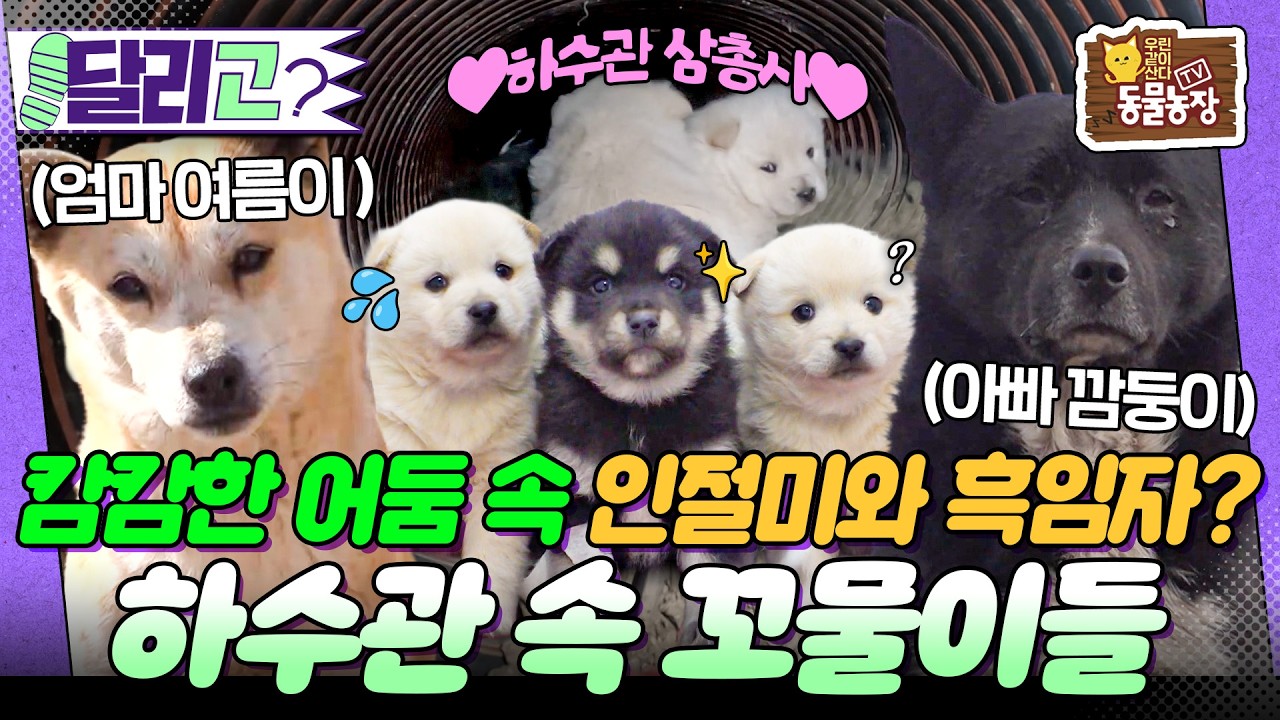 [🏃‍#달리GO] 공사장 하수관에 터를 잡은 떠돌이 부부견과 꼬물이들🍡 #TV동물농장 #달리 #DALI
