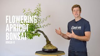 Defoliating Flowering Apricot Bonsai | BonsaiU