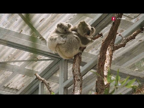 #ახალიკვირა ავსტრალიური დღიურები - 2