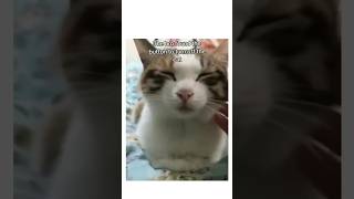 Bro Found The Button To Turn Off The Cat 💀 (W/ Windows Xp Shutdown Sfx) #Memes #Viral #Catmemes