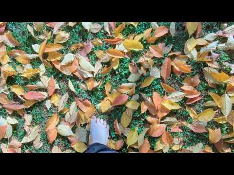 Barefoot walking in the leaves!