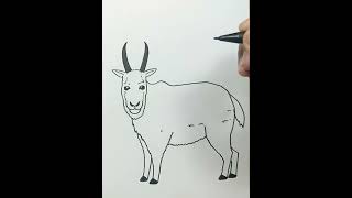 DRAWING MOUNTAIN GOAT