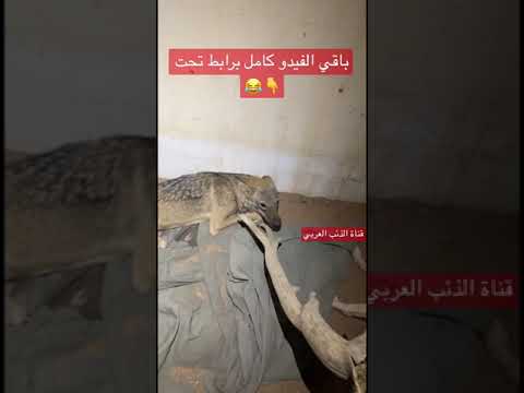 دخل الكلب على الذياب شوف وش سوت له