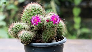 Mammillaria or fishhook cactus propagation by dividing the pups 