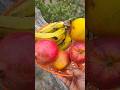 মা ডলফিন এর জন্য ফল #viralvideo #funny #trending #youtubeshorts #shorts #viral #vlog #toys #yt #boni