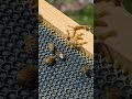 Honeybee VS Hive Beetle Beebehavior Honeybee Honey Beeswarming Oxalic Beetle Honeybee VS Hive Beetle Beebehavior Honeybee Honey Beeswarming Oxalic Beetle