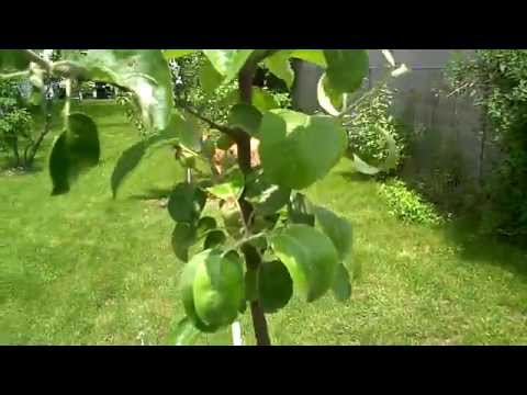 어린 Cortland 사과나무 열매 맺기, 2013년 6월 말 (2/1부)