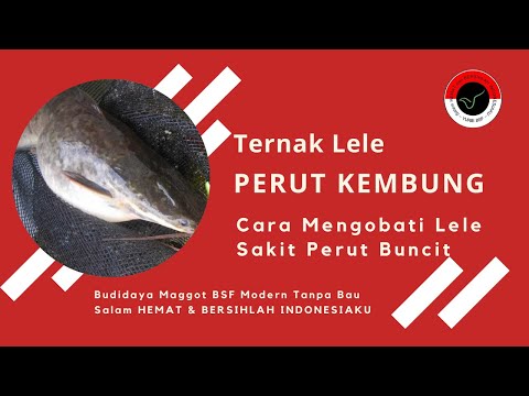 Obat Lele Kembung Yang Tepat - Pencegahan Lele Mati Perut Buncit