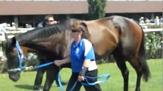 Black Caviar being walked