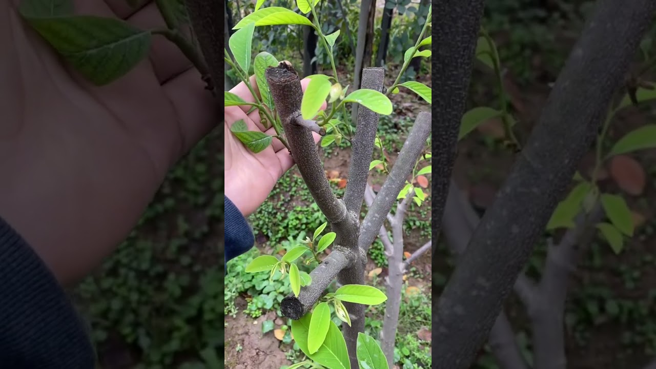 Cách làm cho cây Na ra hoa đậu quả ạ