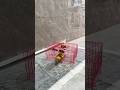 See how this clever parrot gets out of its cage. #birds #parrot #parrots #pets #shorts