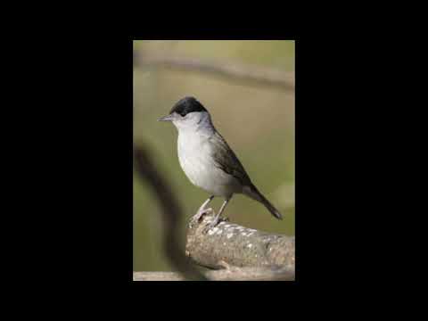 افظل صوت خوري شماس السقلين أو التيان Best Blackcap Capinera Sound