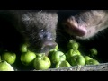Смешные и прикольные свинки кушают яблоки, хрюкают и чавкают