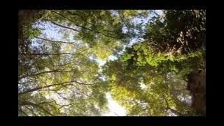 Background Video Pohon  Video Alam No Copyright  Background Video Pemandangan #RAF