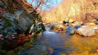 The Soothing Sound Of The Stream Like Singing, Puts You To Sleep Immediately | Nature sounds ASMR