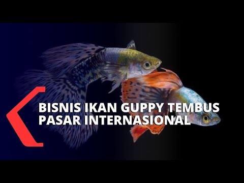 Bisnis Menjanjikan Ikan Guppy yang Tembus Pasar Internasional