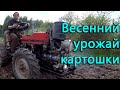 Собрали весенний урожай картошки и посадили новую партию.