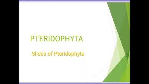 Botany Practical - Pteridophyta