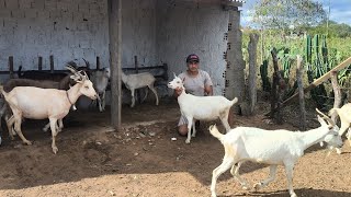 O DIA A DIA DO EMANUEL COM SUAS CABRAS LEITEIRA ELE COMPROU UMA SUNE QUE FOI MINHA E É PARA VENDA 